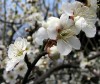Ornamental plants, heart and soul in Tet...