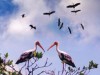 Beautiful birds in Bac Lieu