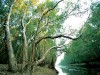 Cape Ca Mau National Park