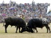 Do Son Buffalo Fighting Festival - Hai Phong City Festival