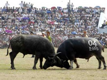 Do Son Buffalo Fighting Festival - Hai Phong City Festival