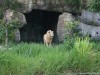 Dai Nam Van Hien, Vietnam???s first safari park