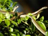 Dong Tam Snake Farm