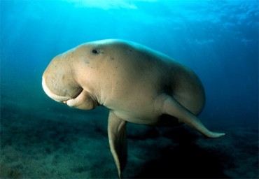 Come to Con Dao National Park to see Dugon!