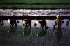 Exploring country life in the Red River Delta