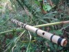 About Sao Truc (Vietnamese Bamboo Flute)