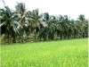 Coconut palms, the symbol of Ben Tre